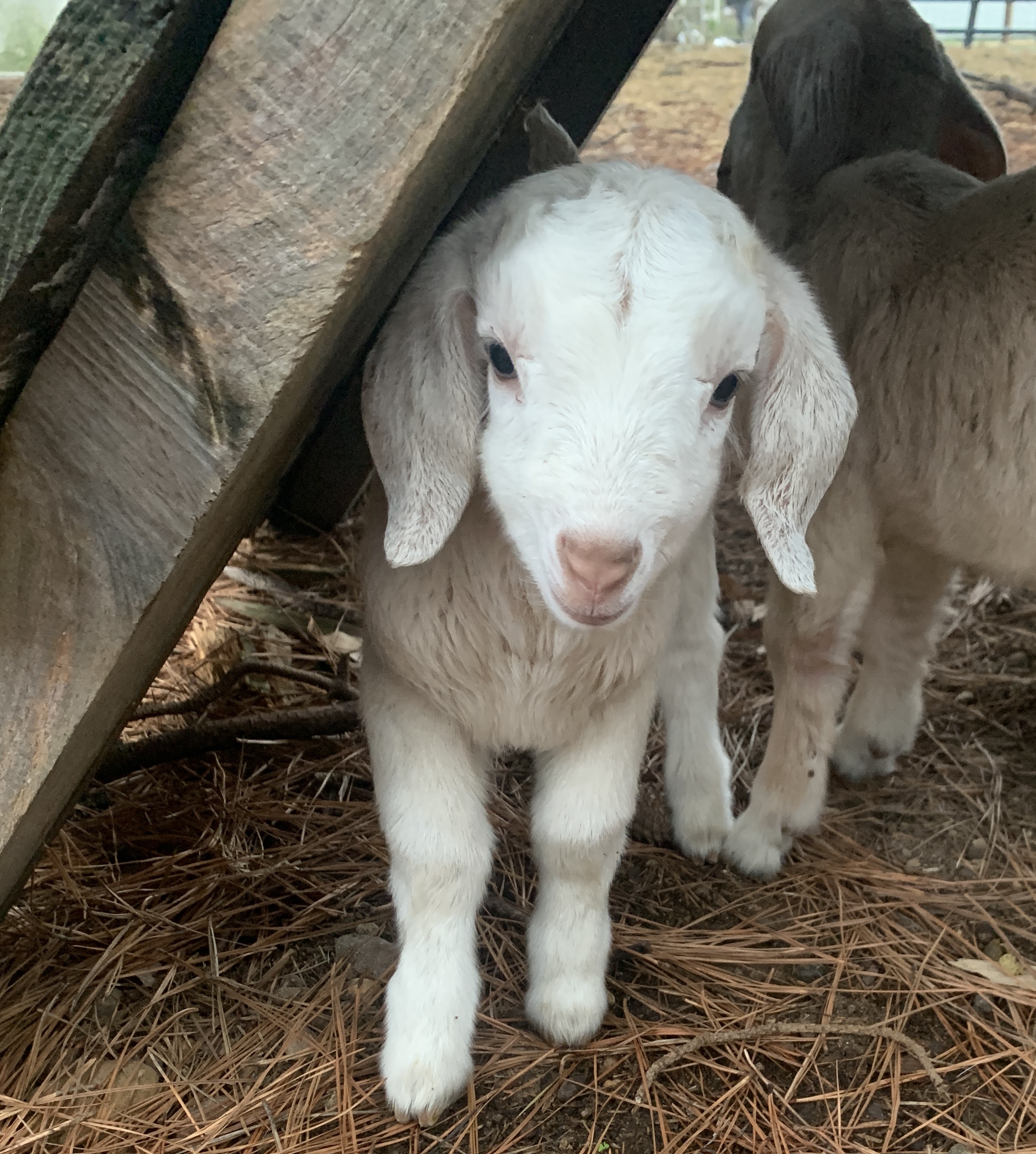 Baby Goats